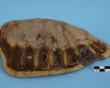 Carapace di tartaruga marina, con squame visibili e segni di usura. Un righello indica la scala di 1 cm.