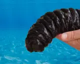 Mano tiene un cetriolo di mare scuro, pronto per essere cucinato. I cetrioli di mare si mangiano in molte culture.