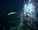 Un pesce pallido nuota vicino a un groviglio di tubi bianchi e rossi. Questo strano ecosistema vive nelle profondità marine, un mondo oscuro e misterioso.