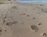 Spiaggia con diverse meduse spiaggiate sulla sabbia. Le mareggiate e le correnti marine spesso danno origine alle meduse che finiscono a riva.