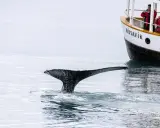 Coda di balena emerge dall'acqua vicino a una barca a Husavik, dove si trovano le balene. Turisti osservano l'animale.
