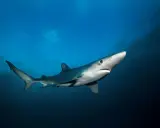 Un esemplare di una delle specie di squali più eleganti nuota nelle profondità blu.