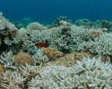 Barriera corallina sbiancata, un triste spettacolo di "prima e dopo" che mostra la fragilità dell'ecosistema marino.