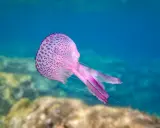 Una medusa rosa punteggiata fluttua nell'acqua blu, con tentacoli sottili che si estendono. Sembra quasi un mammifero marino per la sua grazia.