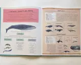 I misticeti, come la balena franca, si riproducono in mare. Hanno fanoni al posto dei denti per filtrare il cibo.