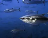 Un banco di tonni nuota nell'oceano blu. Questi predatori veloci cacciano pesci più piccoli, crostacei e molluschi, mostrando cosa mangia il tonno.