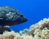 Un grande pesce cernia maculato nuota tra alghe e piccoli pesci. Diversi tipi di cernia popolano i fondali marini.