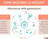Ciclo vitale delle meduse: da polipo a medusa adulta, passando per stadi come efira, planula e uova. La riproduzione sessuale e asessuata si alternano.