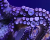 Tentacoli viola di un polipo con ventose luminose. La bocca del polipo è nascosta tra le sue braccia.