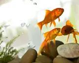 Tre pesci rossi nuotano in un acquario, con bollicine e piante acquatiche. Sembrano pesci appena nati, pronti a esplorare il loro mondo.