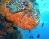 Un fondale marino vibrante con coralli arancioni e meduse, circondato da pesci che nuotano nell'acqua blu.