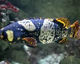 Una cernia gigante dalle notevoli dimensioni, con un corpo scuro maculato di giallo e arancione, nuota tra le rocce coralline.