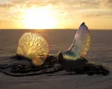 Due meduse che non pungono, trasparenti e iridescenti, sulla sabbia al tramonto.