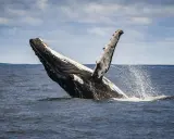 Una balena megattera emerge dall'acqua, con la pinna pettorale alzata e spruzzi d'acqua.