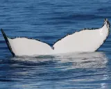 La pinna caudale di una megattera emerge dalle acque blu, mostrando le sue enormi dimensioni.