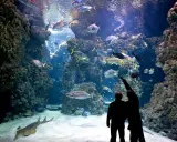 Coppia ammira un maestoso acquario monaco, pieno di pesci colorati e coralli.