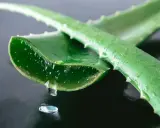 Gel di aloe vera che gocciola da una foglia tagliata, ideale per l'irritazione della pelle.