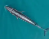 Una maestosa balena mammifero nuota nelle acque turchesi, la sua lunga sagoma scivola silenziosamente sotto la superficie.