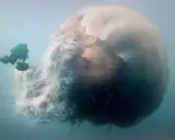 Un subacqueo osserva la medusa più grande del mondo, un gigante pelagico con tentacoli lunghissimi che si estendono nell'oceano.