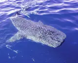 Un maestoso squalo cetaceo, con la sua pelle maculata, nuota placidamente nelle acque blu.