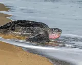 Tartaruga liuto, la tartaruga più grande del mondo, emerge dall'acqua sulla sabbia.