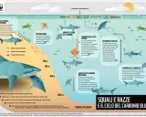 Gli squali e le razze, presenti nel Mediterraneo, sono fondamentali per il ciclo del carbonio blu, immagazzinandolo e contribuendo alla salute degli oceani.