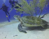Una tartaruga marina comune nuota vicino a due subacquei in un fondale sabbioso.