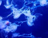 Un gruppo di meduse gigantesche fluttua nell'oscurità blu, con i loro tentacoli luminosi che si estendono.