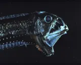 Un terrificante pesce di profondità mediterraneo con denti aguzzi e occhi luminosi, un predatore delle oscure acque abissali.