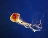 Una medusa striata, con tentacoli lunghi e sottili, fluttua nel blu profondo.