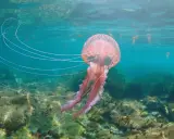 Una grande medusa rosa fluttua in acque limpide, con lunghi tentacoli che si estendono.