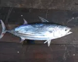 A fresh skipjack tuna lies on a dark wooden surface.