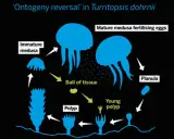 Ciclo vitale della medusa Turritopsis dohrnii: da planula a polipo, poi medusa immatura e adulta, con la capacità di tornare a uno stadio di "palla di tessuto".