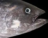 Primo piano di un tonno, un pesce che vive negli oceani, con la bocca aperta e l'occhio visibile.