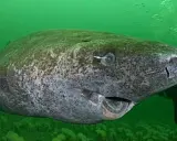 Un maestoso squalo della Groenlandia, forse uno squalo 400 anni, nuota nelle profondità verdi.