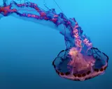 Medusa con lunghi tentacoli che ondeggiano nel blu profondo, un'elegante danza sottomarina.
