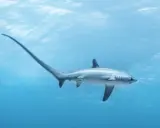 Squalo volpino con la sua lunga coda, un pesce che nuota nelle acque azzurre.
