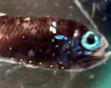 Un piccolo pesce ascia con occhi azzurri luminosi e macchie bianche sul corpo scuro, nuota in acque verdi.