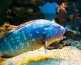 Una cernia pesce maculata nuota su un fondale sabbioso, con rocce coralline sullo sfondo.