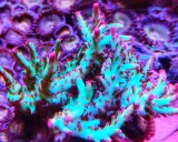 Coralli duri acquario marino, con ramificazioni verdi e punte rosa, su sfondo viola di zoantidi.