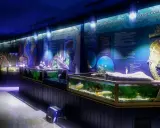 Il museo oceanografico di Lisbona espone un grande cavalluccio marino e acquari con vita marina.