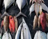 Un'abbondante raccolta di pesci, alcuni rossi, altri argentati, disposti su un telo nero. Un triste promemoria della pesca eccessiva.