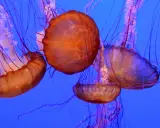Meduse arancioni con lunghi tentacoli viola danzano nell'acqua blu. Una medusa velenosa, bellissima ma pericolosa.