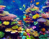 Un vibrante ecosistema sottomarino, con una moltitudine di pesci colorati che nuotano tra i **coralli** dalle forme e sfumature più disparate.