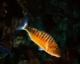 Pesce striato arancione, uno dei tanti essbar fische mittelmeer, nuota in acque scure.