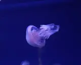 Meduse del Mediterraneo fluttuano nell'oscurità blu, con tentacoli trasparenti e un corpo bioluminescente.