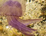 Medusa viola con tentacoli fluttuanti, mostrando come si muovono le meduse con un movimento ondulatorio.