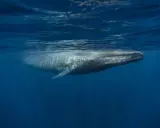 Una balenottera azzurra nuota sotto la superficie dell'oceano. La sua longevità è sorprendente, ma quanto vive una balenottera azzurra?