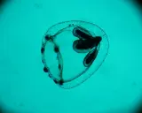 Medusa Turritopsis nutricula, immortale, vista al microscopio. Struttura trasparente con organi scuri interni.