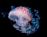 Una medusa rosa e bianca con macchie rosse, circondata da tentacoli blu luminosi. Le meduse si mangiano, ma questa è troppo bella per essere mangiata.